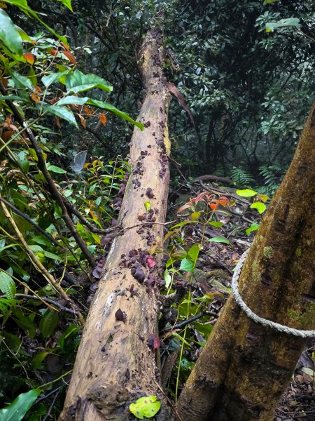 2025-03-08 汶水三山：金童山、汶水山、玉女山 連走2736552