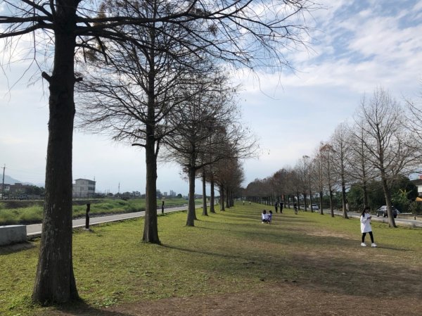 宜蘭縣三星鄉安農溪畔落羽松秘境918167