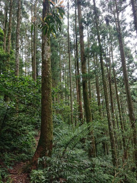 東眼山-拉卡山O型950464