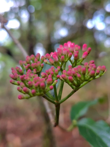 稍來小雪山國家步道、船型山、鞍馬山、鞍馬山東北峰、天池、雪山神木2799710