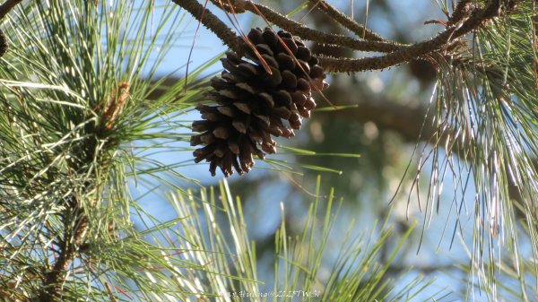 《台中》落雨松季｜石岡挑物古道O繞下情人木橋202501122687631