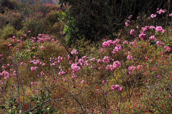 【臺南~楠西】梅嶺賞梅二~梅峰古道1247065