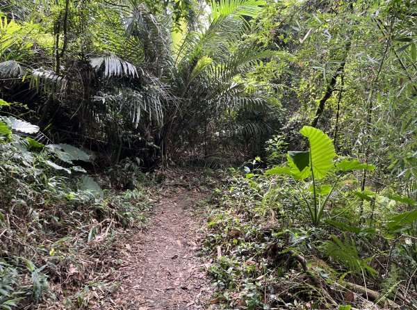 [皮皮獅Hike客任務-04/10] 2024_0721 獅山古道2557454