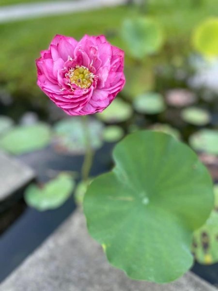 夜衝台大追ㄧ夜美人/穗花棋盤腳2574204