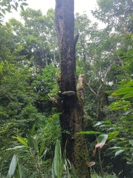 2025.07.13－漫步於森林中：鵝公髻山2835460