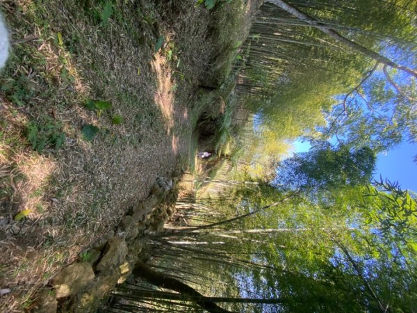 鹿谷大崙尾山、和雅挑竹古道7號、和雅挑竹古道6號O型走2425953