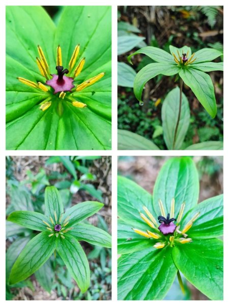 坪頂古圳-荷蘭古道-高頂北五指杏林山-石梯嶺擎天崗3026386