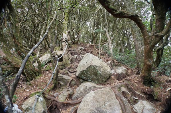 臺中 和平 橫嶺山、沙蓮山、笛吹山2974930