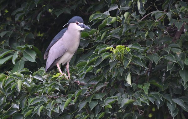 2016_0515_大安森林公園2072957