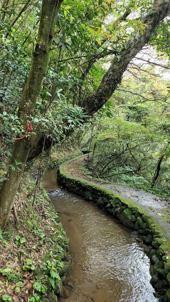 坪頂古圳步道2089582