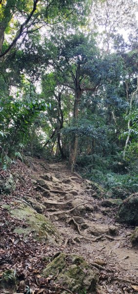 2023-03-12馬那邦山登山步道2065837