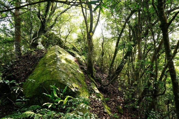 桃園-三峽 十三分山、金面山、金山面山、山麻坑山、茄苳坑山、阿屘尖3049243