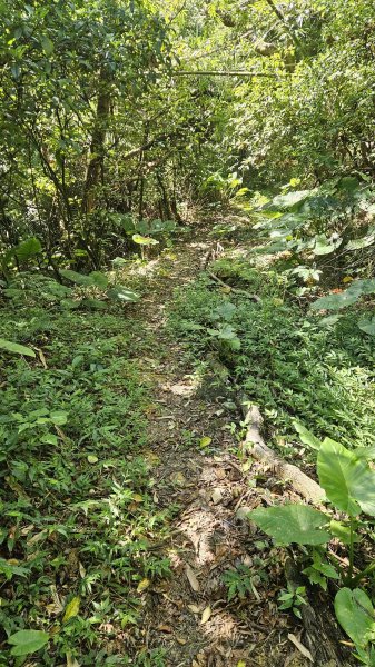 20250902大湖山東南峰-康樂山北峰-明舉山東峰-安湖公園-火炭坑山(騎車爬山)2878452