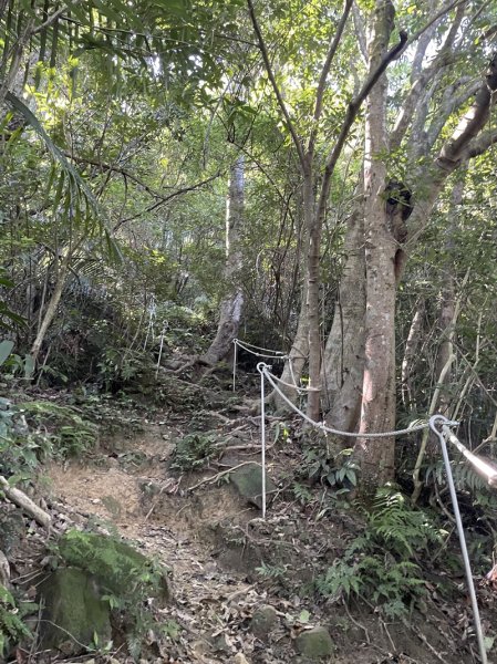 【天上山系】望月亭桐花2869361