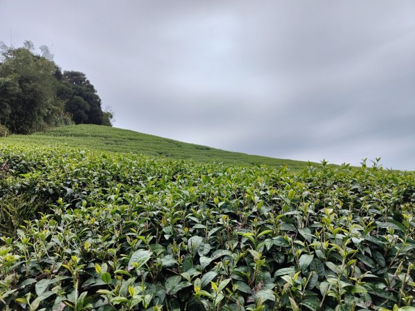 2023.12.23 梨子腳山2833267