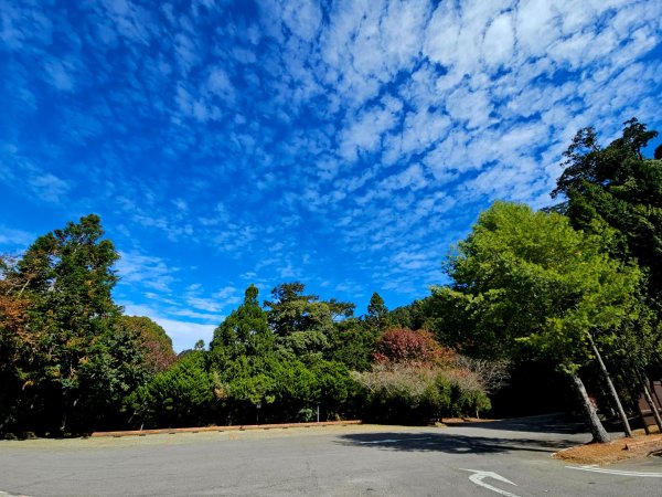 大雪山森林遊樂區賞楓2966046