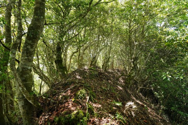 新竹 五峰 油羅山、霞山2798263