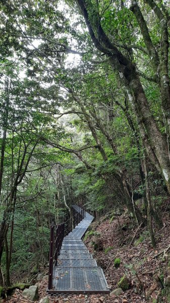 《台中》山中的珊瑚｜大雪山木馬古道202107141424918