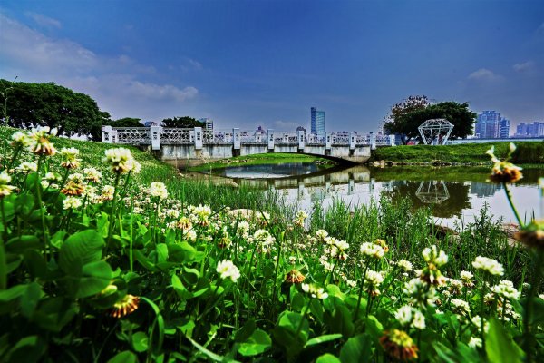 【新聞】新北大都會公園花海，春暖4月，浪漫雪景盡現眼前