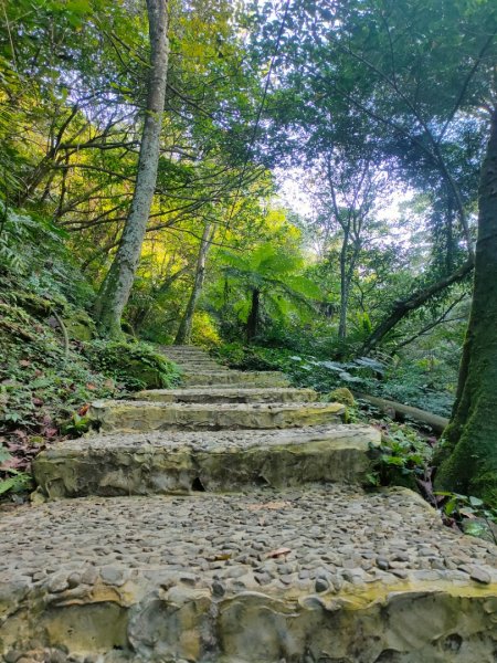 桐花公園、步道1637263