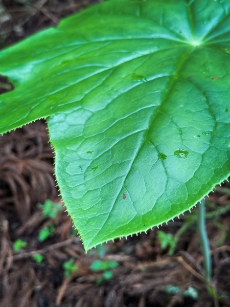 鵝公髻山-迷霧森林2768526
