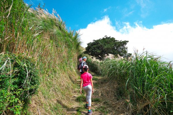 大屯西、南、面、向四峰O型695096