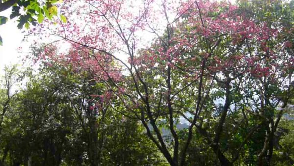 初一走春～樹林大棟山、靑龍嶺、大同山1268040