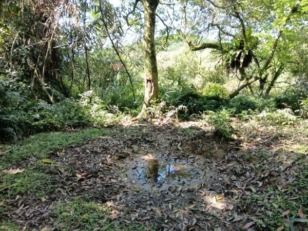 雙溪區坪溪古道-蛇仔崙-鶯子嶺-太和山-蛇子頭觀景台-梗枋越嶺古道鞍部-坪溪古道O型3029757