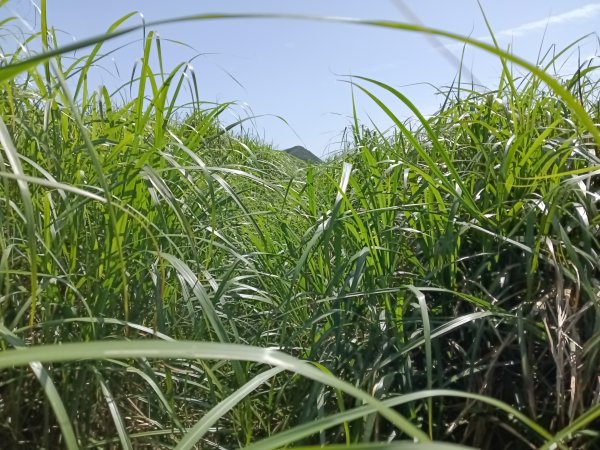 雙溪區不厭亭+牡丹山+樹梅坪+鷹石岩山神廟+不厭亭+奉憲示禁碑+三貂崙+不厭亭8字走2766224