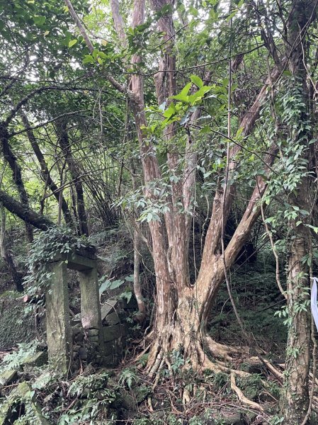 中坑古道西線(張家古厝)2899245