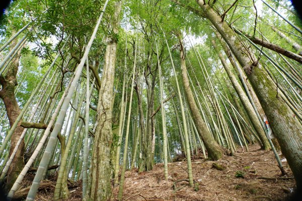 桃園 復興 牌子山、金平山2952217