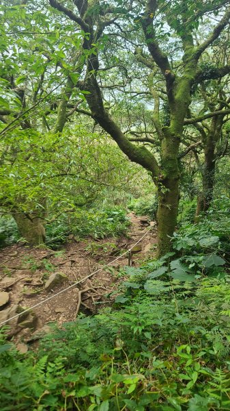 2026-0116 大屯三山_貴子坑_北投2984731