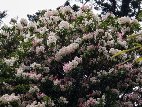 終於看到1000元背面的山景登頂玉山北峰／前峰2495871