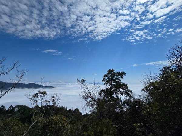 蝶夢八唐（裡冷登山口往返）八仙山出雲海下山順賞富士櫻2722711