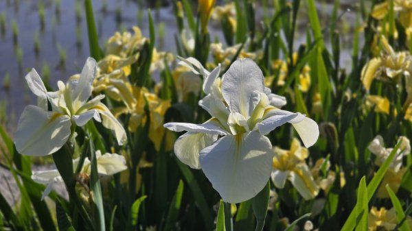 免出國免門票，連綿壯闊的梯田風情，全臺唯一梯田鳶尾花海，嵩山百年梯田2764683