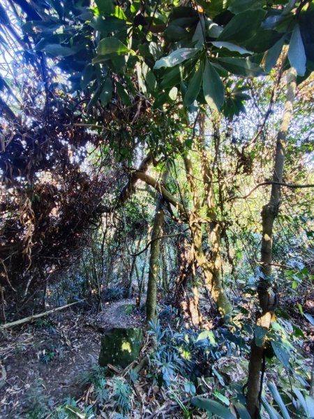 泰安鳥嘴山（上島）2689327