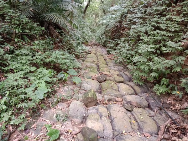 貢寮區蚊子坑古道+和美池+和美山+北勢坑古道2990862