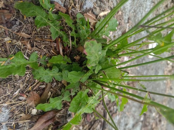 梅山鄉撿山頭2449442