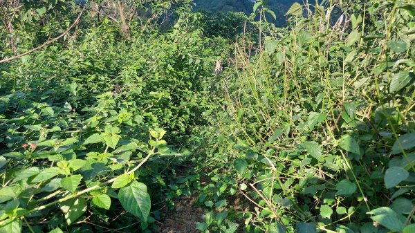 聚興山 林牛山除草1430642