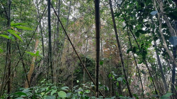 《雲林》全程陡陡｜華山10-5號步道上雲嘉大尖山202203061631199