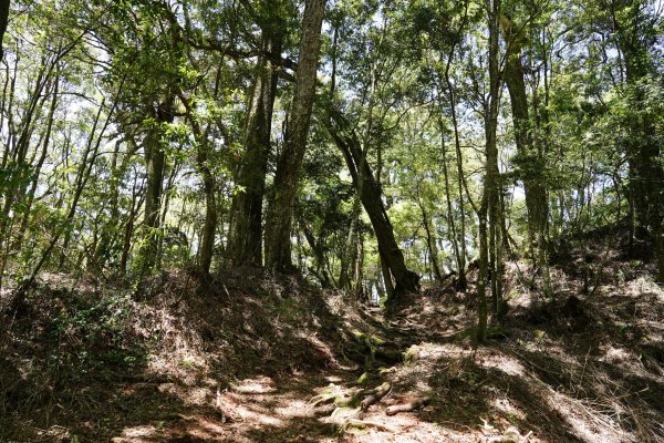 台中 和平 馬崙山2796985