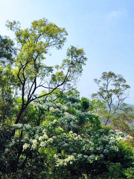 造橋車站-口山古道-鹿廚坑步道3039849