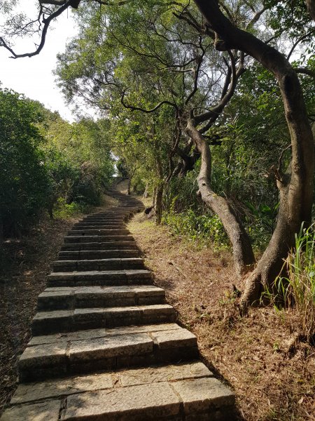 2021.01.25信義區-虎山稜線步道1247798