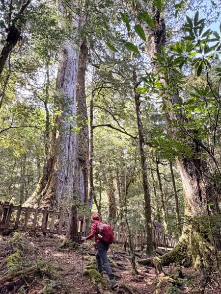 鎮西堡巨木步道B區全段+A區部分3008525