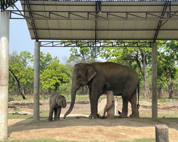 尼泊爾奇旺國家公園4天三夜2788875