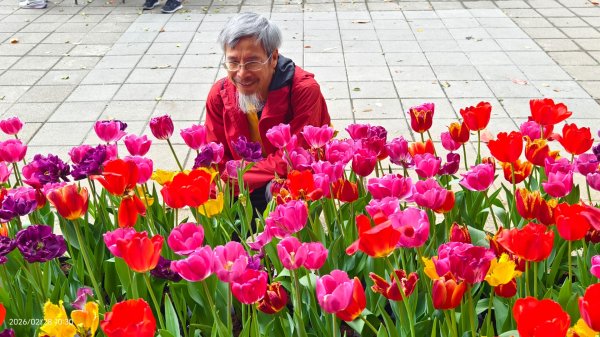#士林官邸 #鬱金香 #中正紀念堂 #大漁櫻 2/283007881