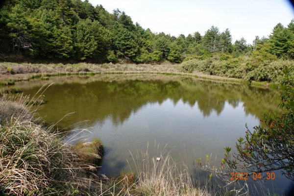 臺中 和平 天池、雪山神木1697394