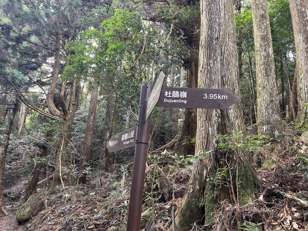 加里山 大坪登山口 杜鵑嶺 加里山P形1900987