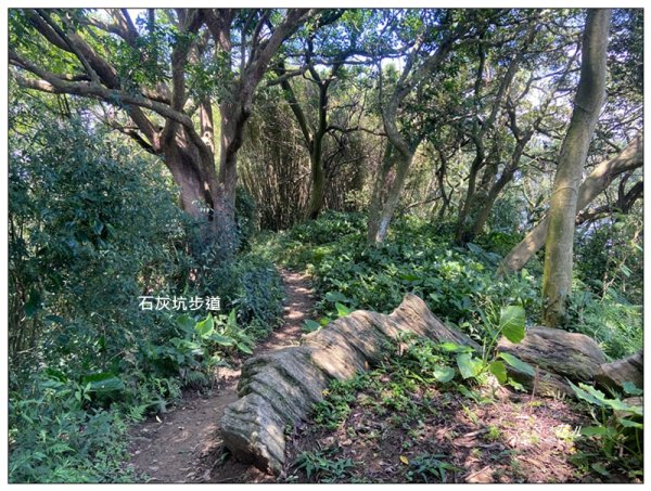 中坑山．石灰坑山．望湖山 連走2812964