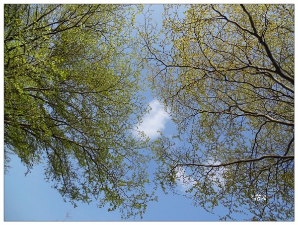 小葉欖仁/黃金雨1634900